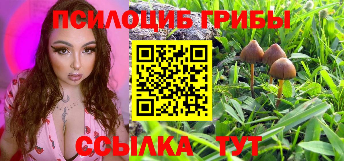 Галлюциногенные грибы Psilocybe Тимашёвск